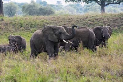 Elephants—Kidepo National Park