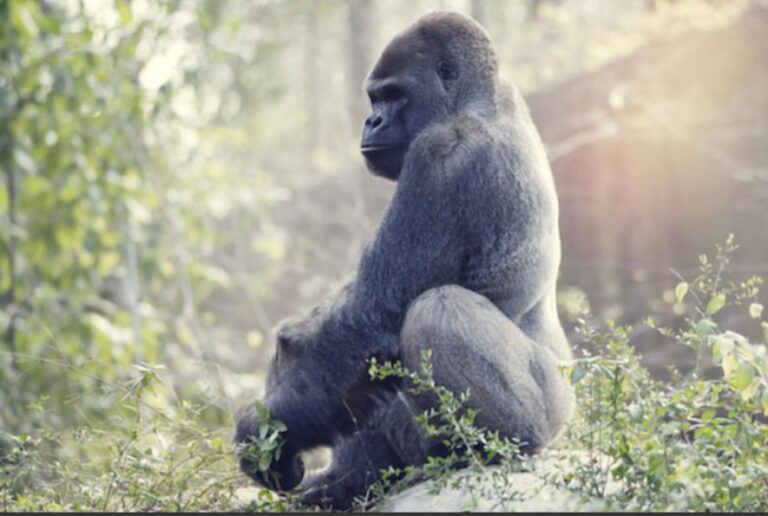 Gorilla Trekking on Self-Drive in Uganda