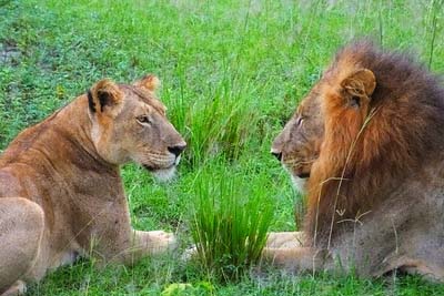 Lions in Murchison National Park