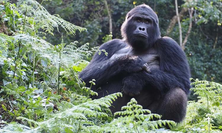 3 Days Gorilla Trekking - Bwindi