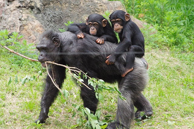 Chimpanzee Trekking at Kyambura Gorge