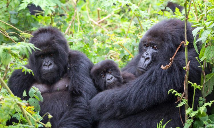Gorilla Trekking, Chimpanzee and Big Game Safari