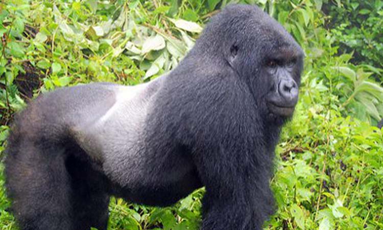 Gorilla Trekking and Lake Bunyonyi Safari