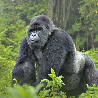 Gorilla Trekking in Bwindi National Park