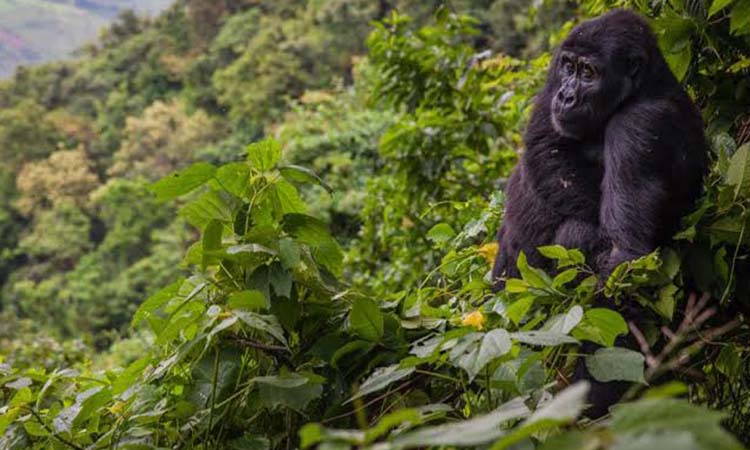 Gorilla Trekking on Self-Drive Basis