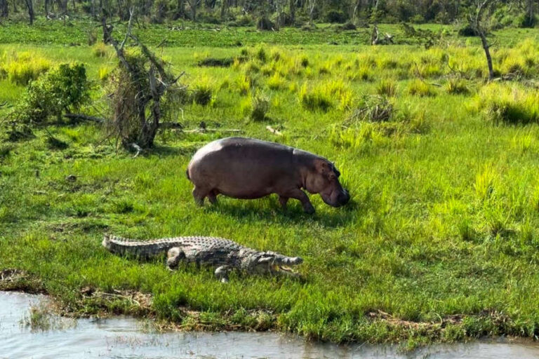 Hippos and Nile Crocodiles at Murchison