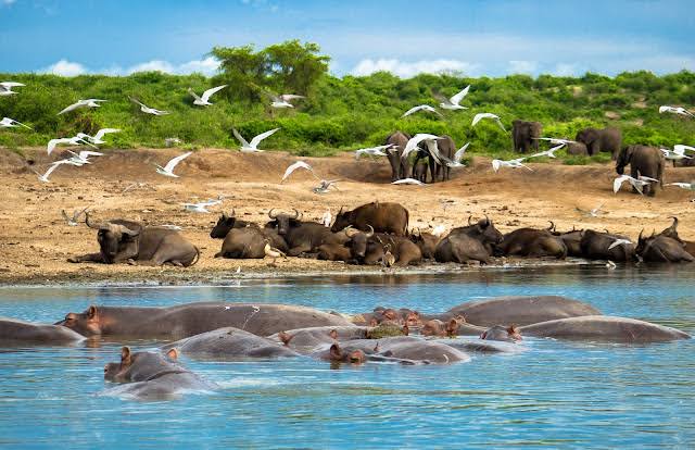Kazinga Channel Boat Cruise - You will see plenty of wild animals like hippos, buffalo, elephants, crocodiles and many birds