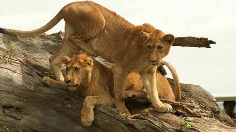 Lions in Kidepo