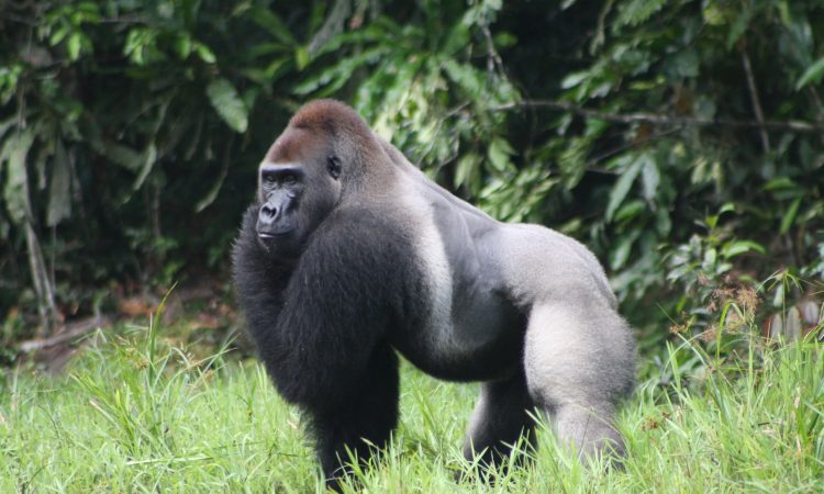 Silverback low land Gorilla Trekking in Kahuzi Biega National Park