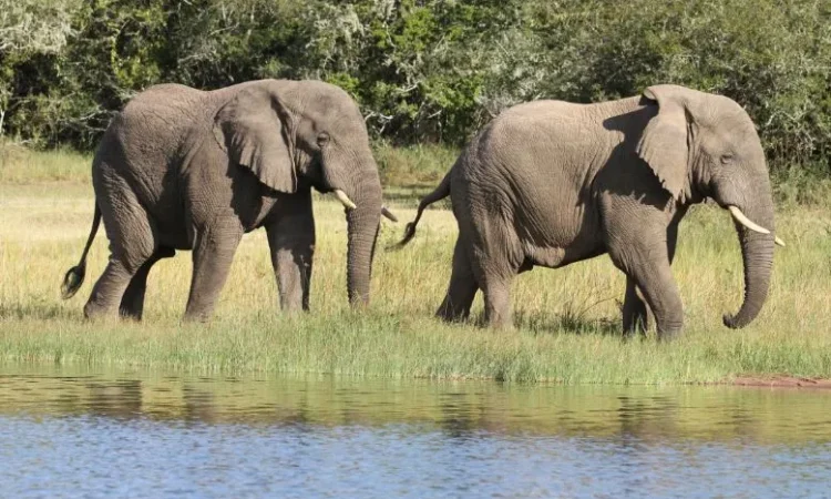 Spot Elephants at Murchison National Park