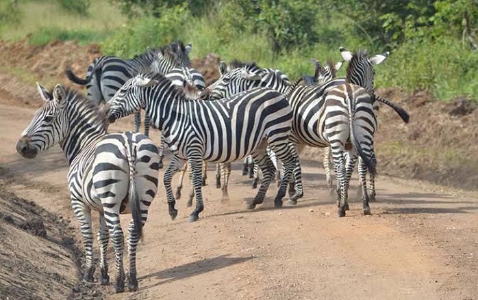 Spot Zebras at Lake Mburo National Park