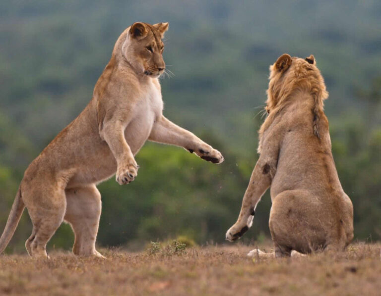 Spotting lions in Murchison National Park