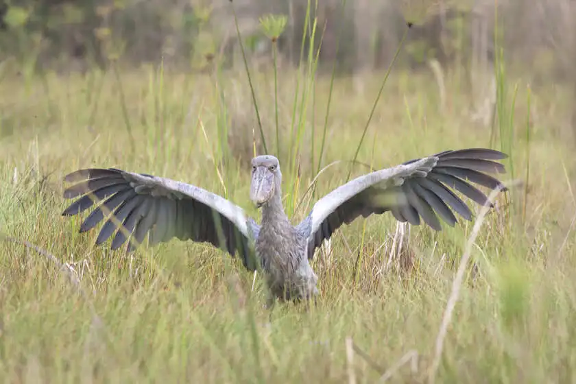The African Green Shoebill