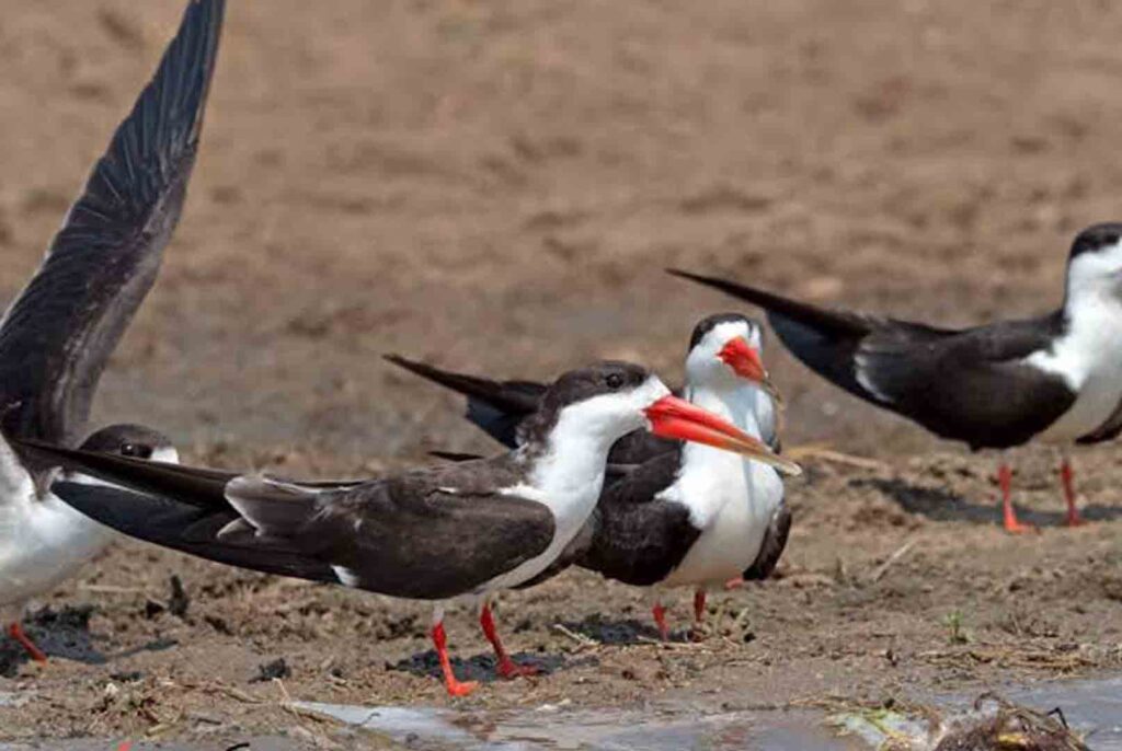 The African Skimmer - Birding Uganda