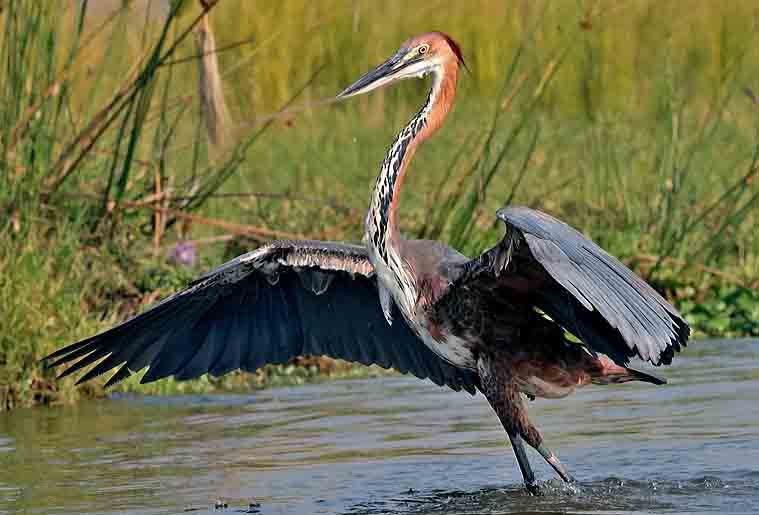 The Goliatth Heron
