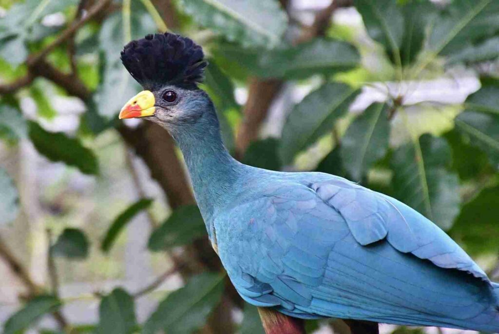 The Great Blue Turaco