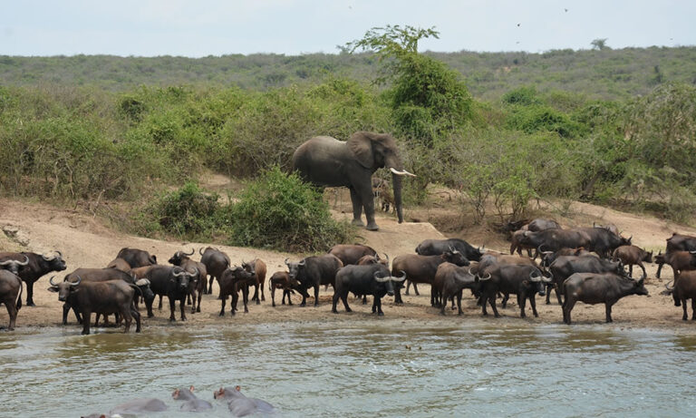 Wildlife at Queen Elizabeth National Park