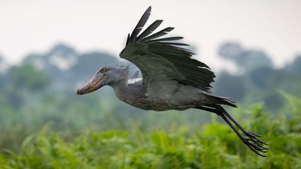 4x4 Shoebill Birding in Uganda