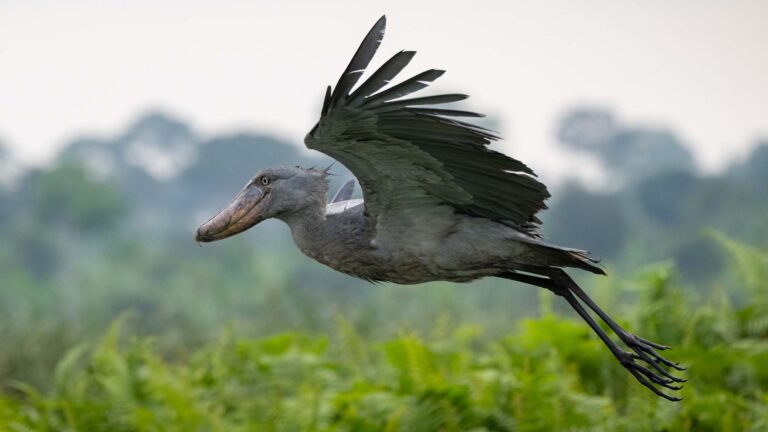 4x4 Shoebill Birding in Uganda