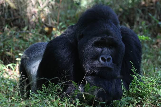 Silverback Gorilla in Bwindi National Park
